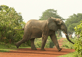 elefante01-04-08.gif