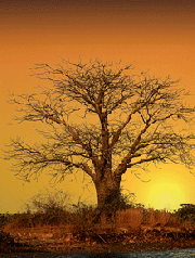 baobab-pic.gif