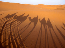 deserto-cammelli--pic.gif