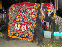 elefante-vestito-big.gif